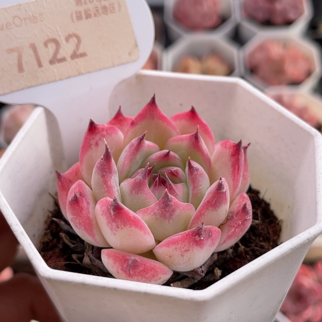 吉娃娃7122-4.5厘米