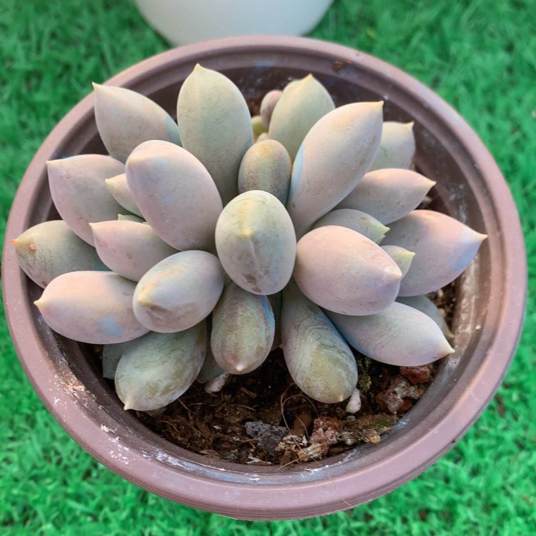 胖体哥特萝莉开播福利