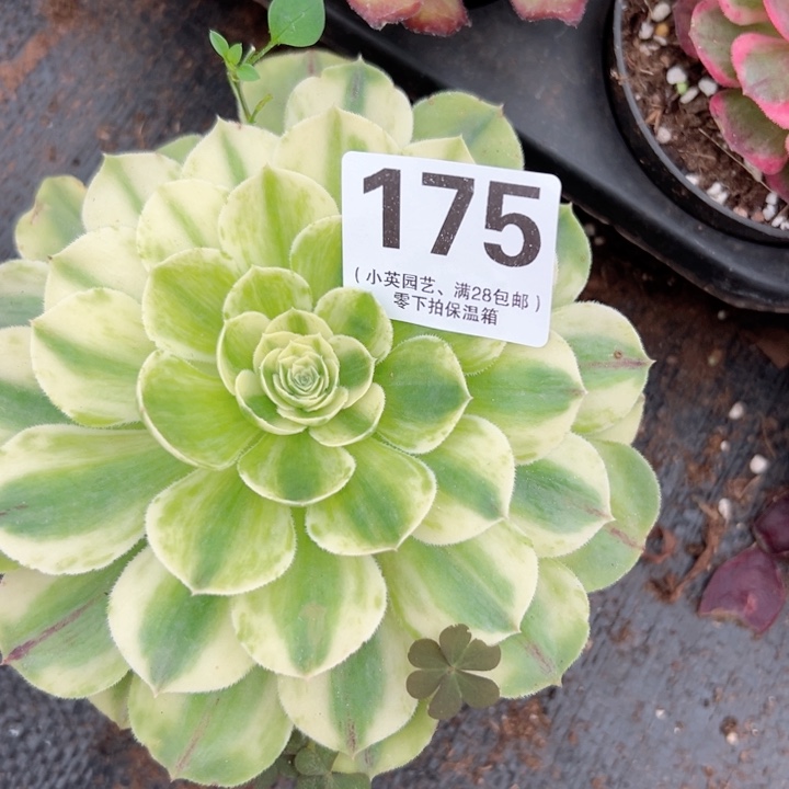 175多肉植物白雪公主