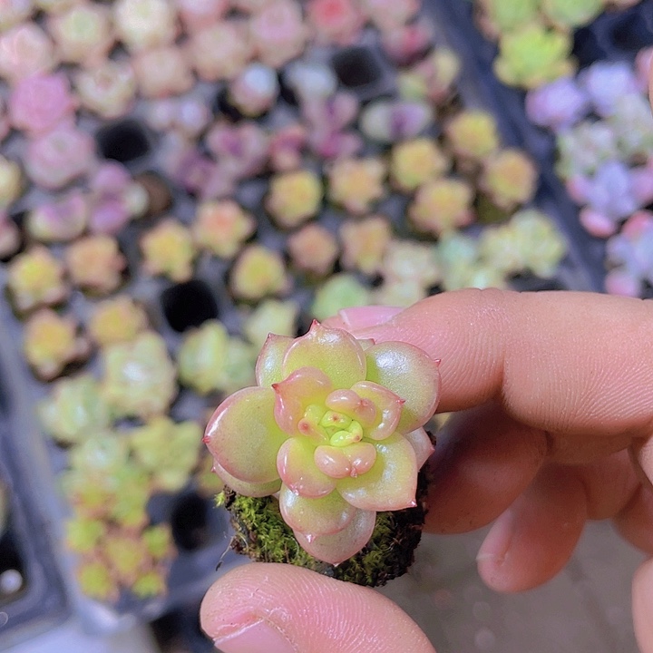 苹果花【满10颗包邮】