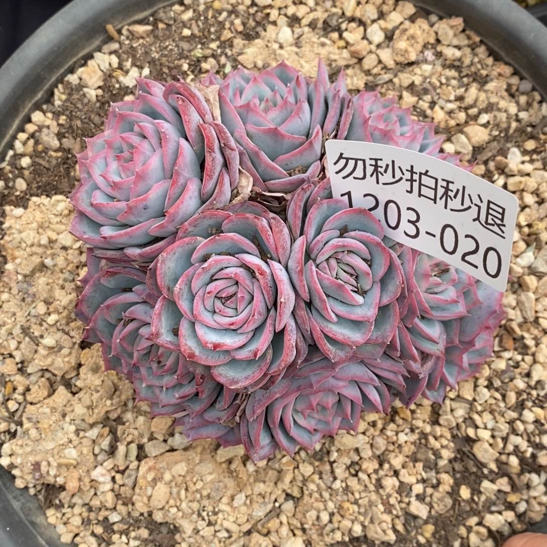 两单包邮1203-20侧影