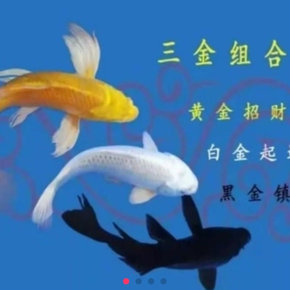 ②直播专属专拍抢拍随机混搭14-15公分左右的3条