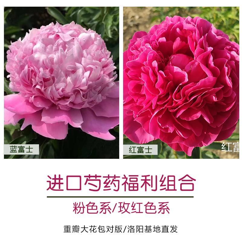【2棵进口裸根芍药原株组合】蓝富士+红富士