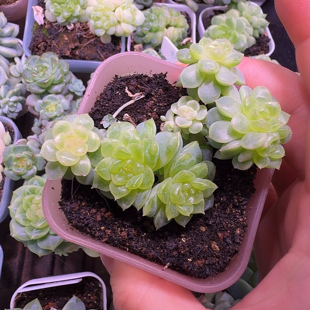 纸鸢甜心大群福利不包整