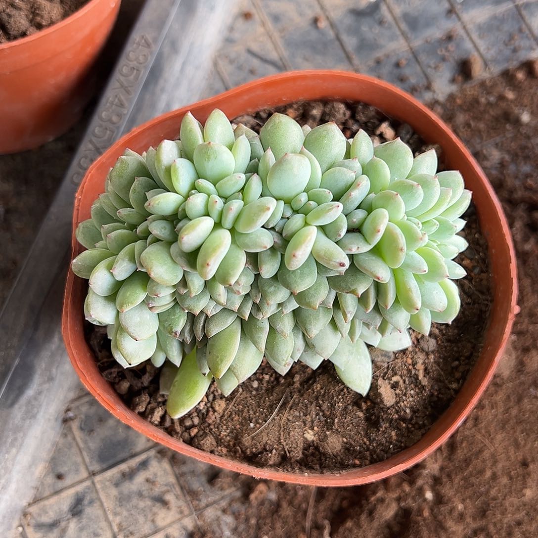 *****珠珠专拍星影缀化480