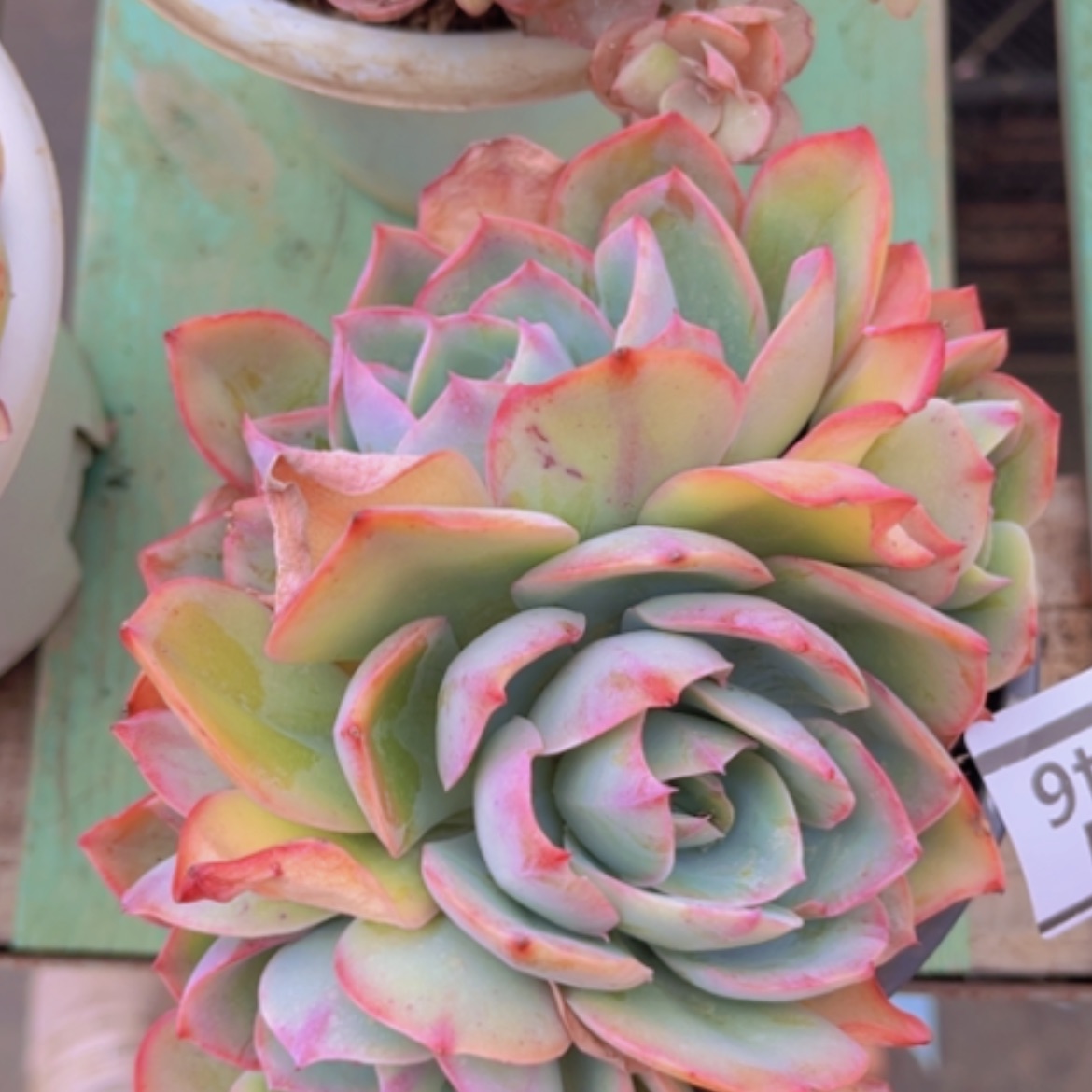 【闪购商品】霓虹灯16146