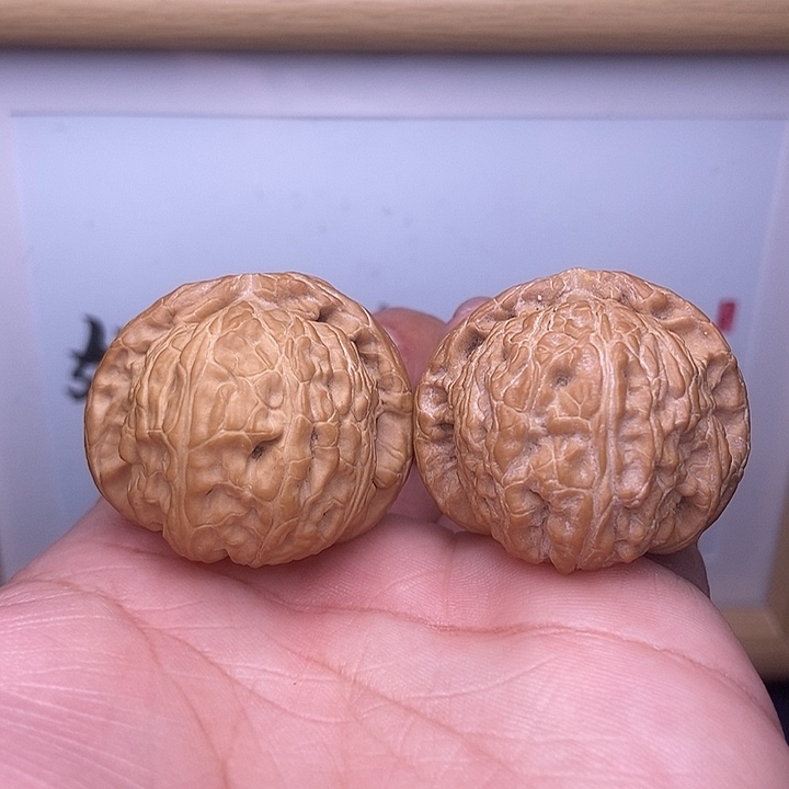 核桃小尺寸白狮子