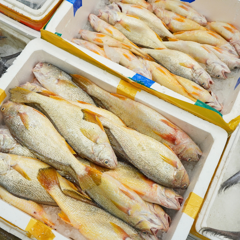 本港大春籽鱼 新鲜海产品 [广东省内顺丰包邮]  肉质肥美鲜嫩