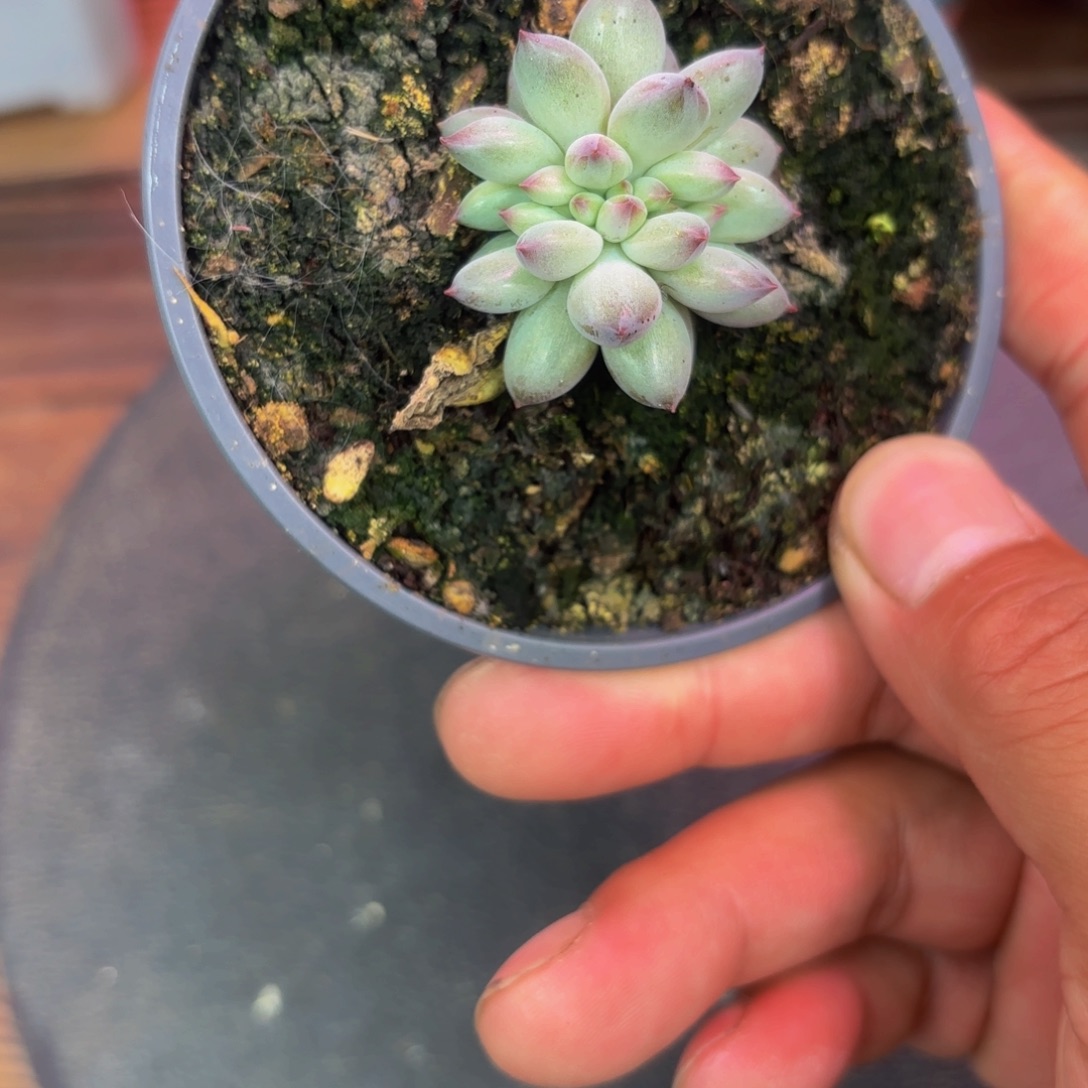 羽毛纹虞美人缀化