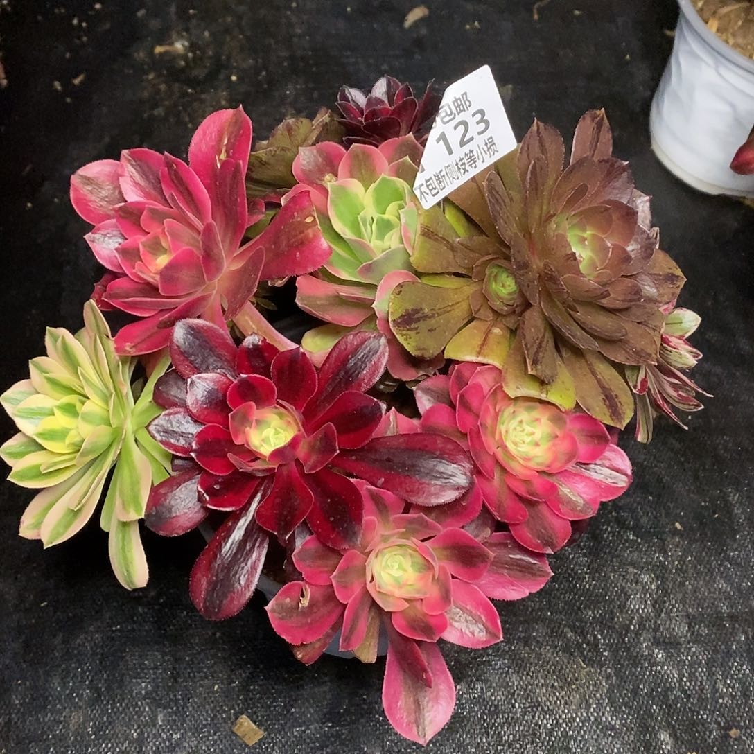 123万圣节嫁接多品种多肉