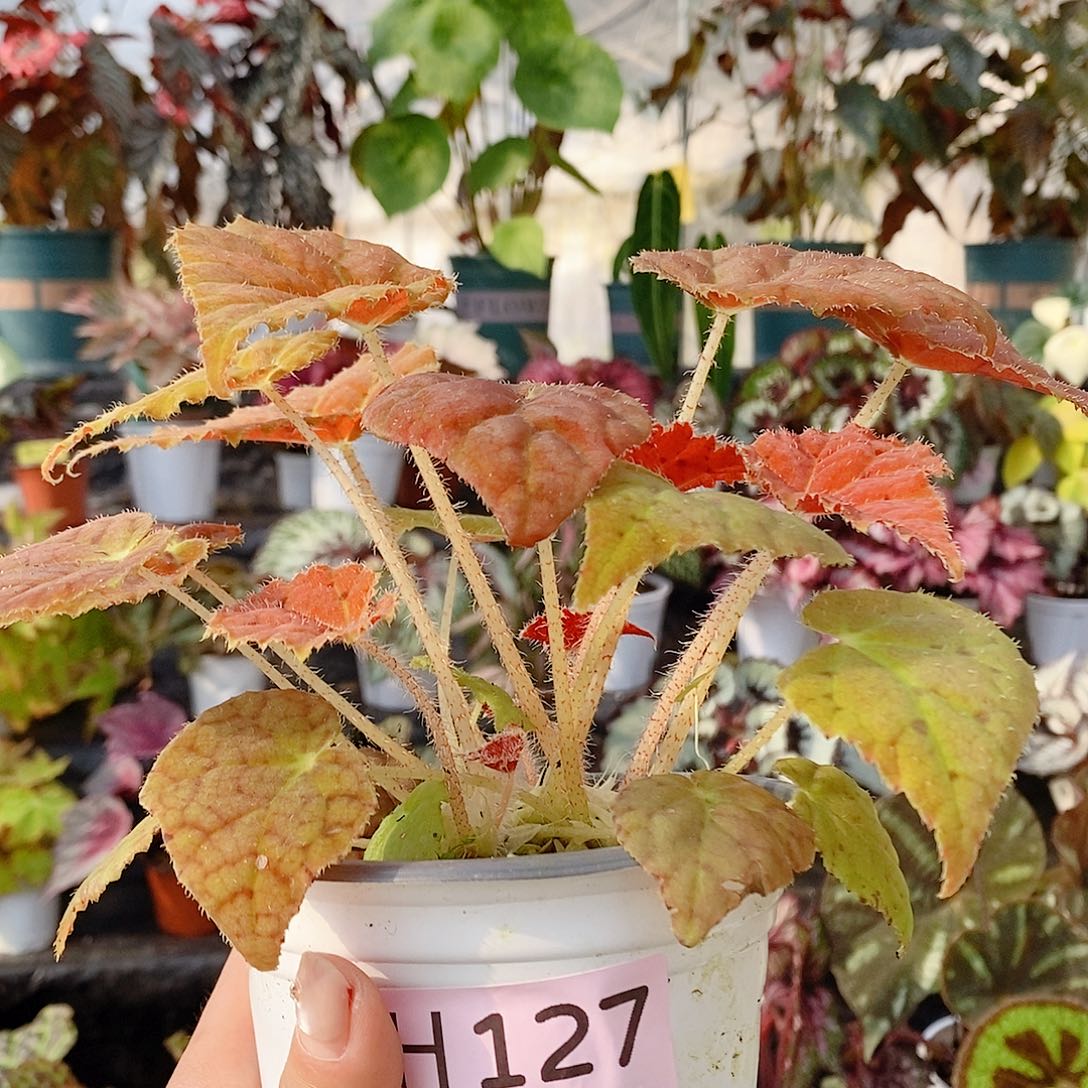 不开花植物Z**?秋海棠127