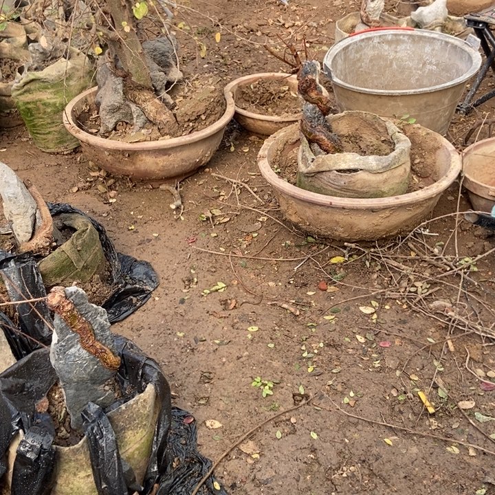 雷***子无花朵附石盆景小叶榔榆