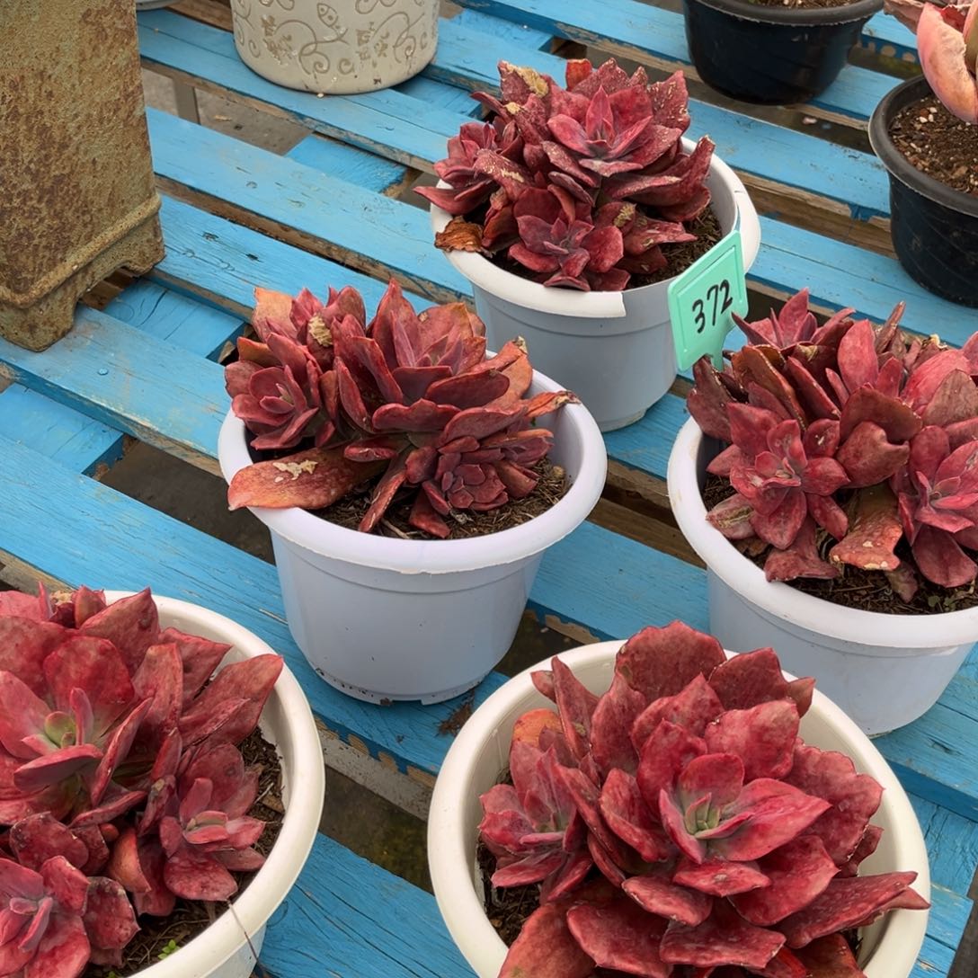 小雨多肉一物一拍钻石锦