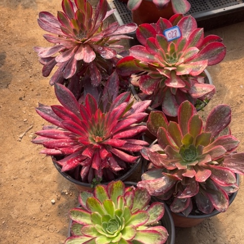 028多肉植物组合