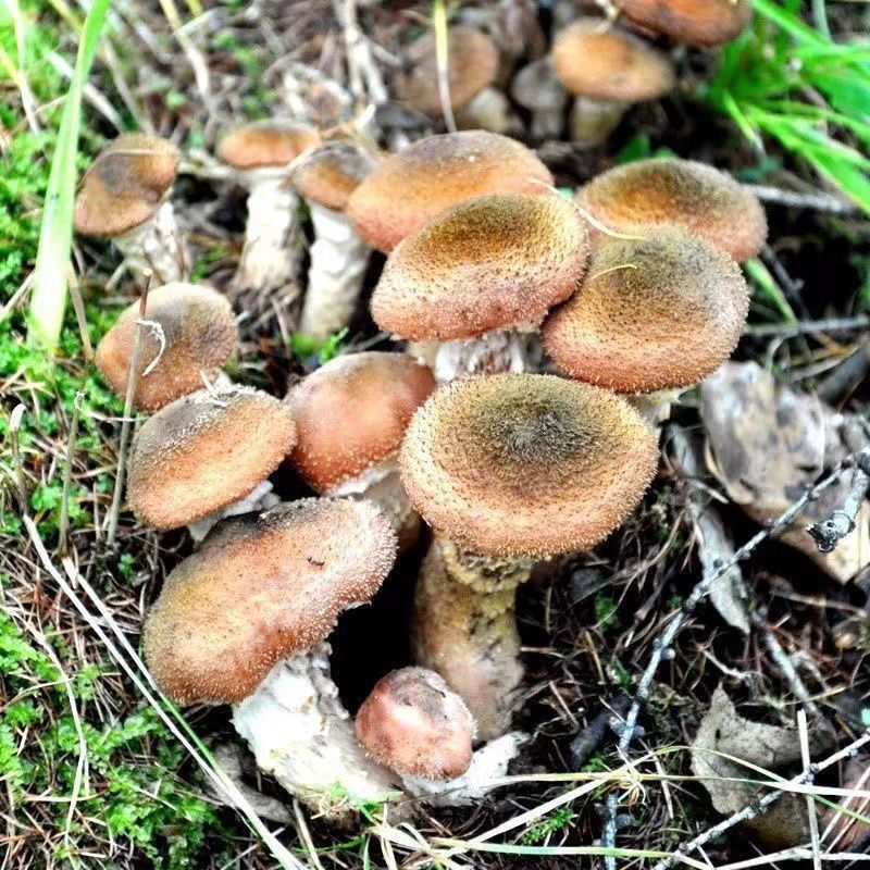 东北野生榛蘑（焯水腌制）