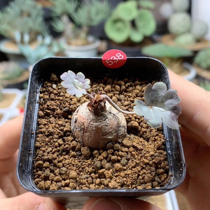 肾叶杨葵母本带盆538