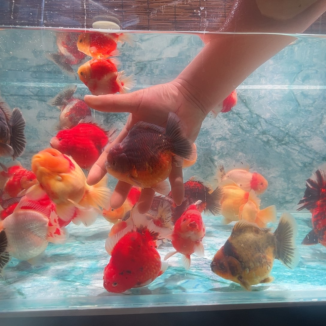 金鱼短尾将军泰狮