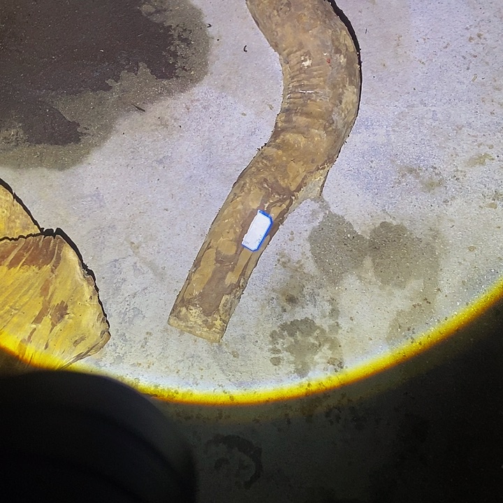 楠木（金丝楠）其他?****?