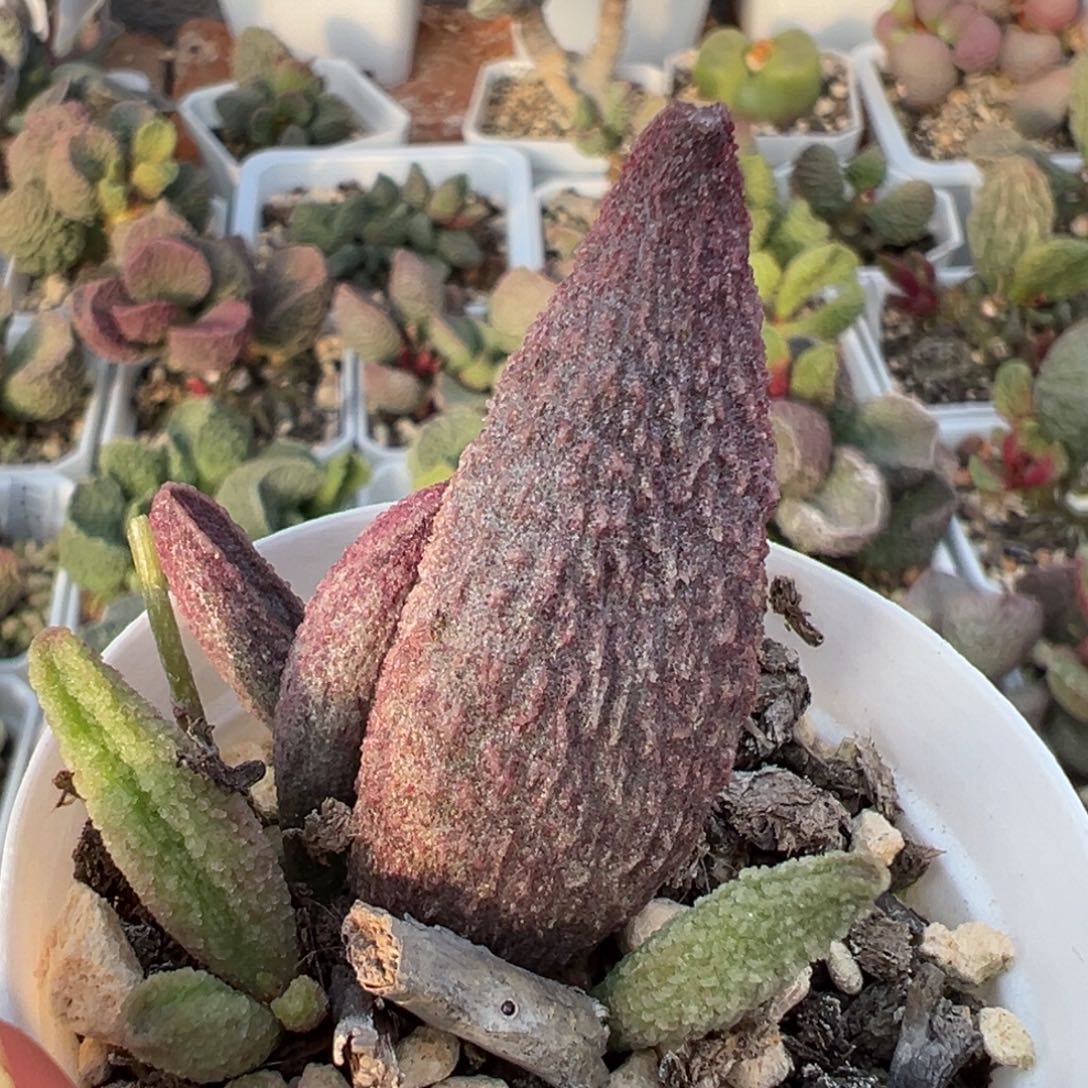 福利款纯红哈默大苗多肉植物