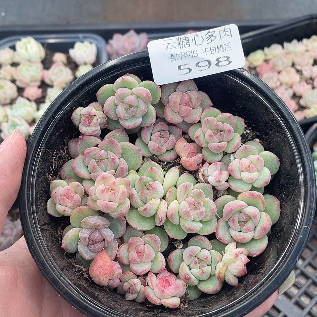 云糖心多肉植物598