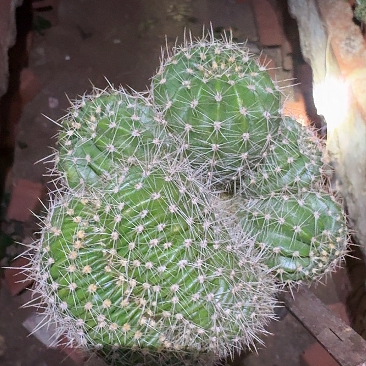 老***曲无花朵彩草给哈哈哈哈哈