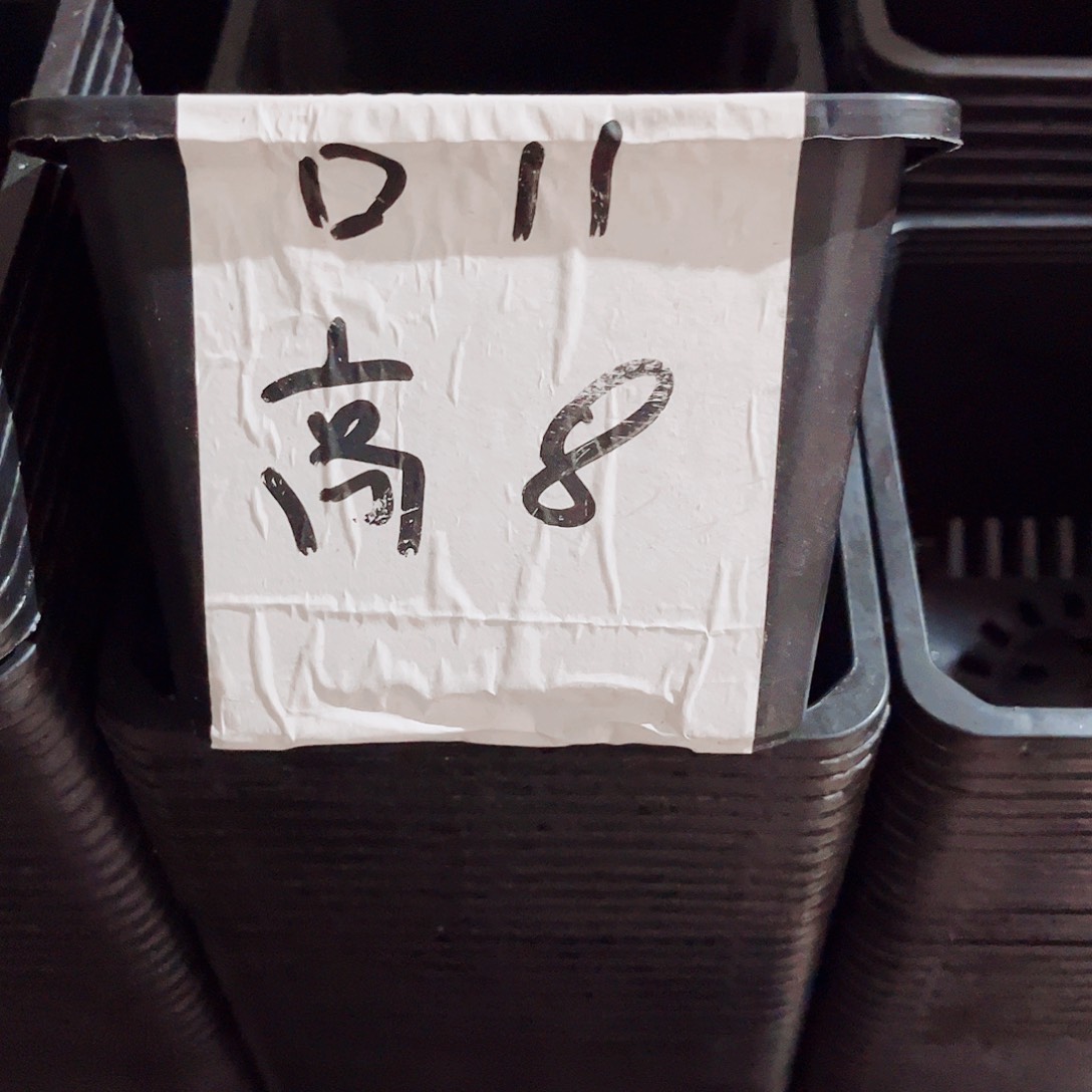 中厚口11高8黑色20个无托