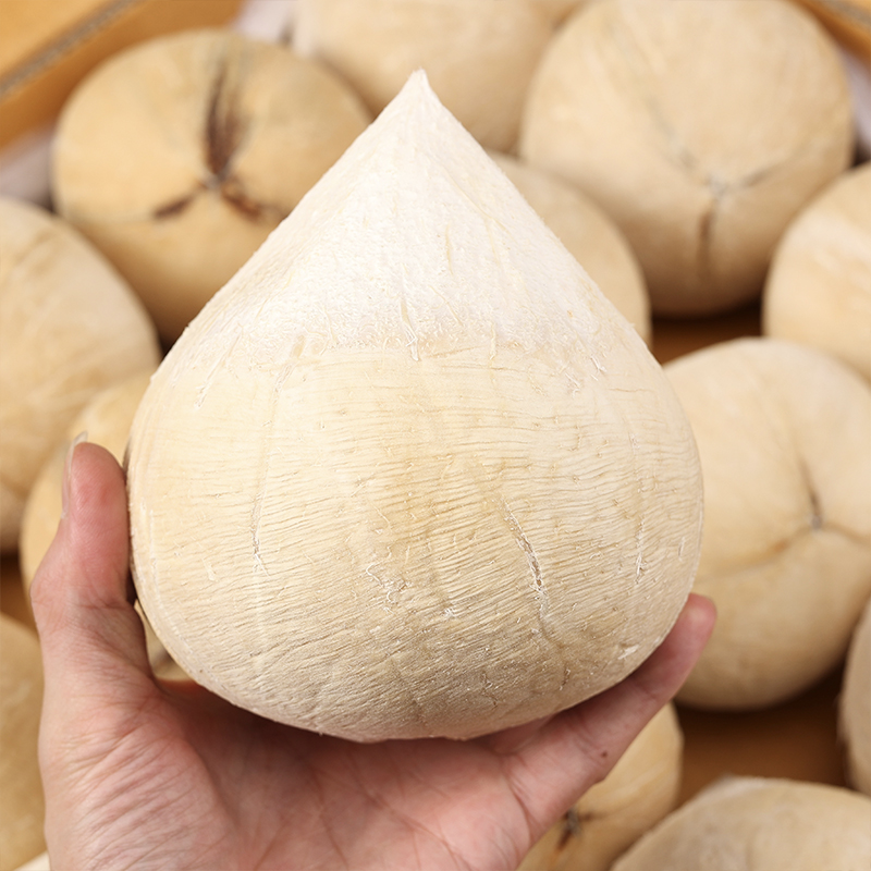 【乐鲜果园】泰国老树大果椰皇当季进口椰皇