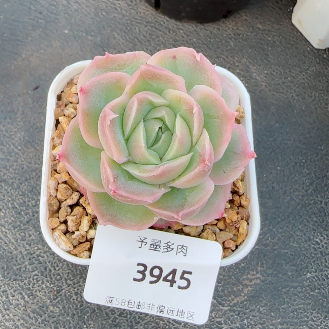 虾饺，3945多肉植物