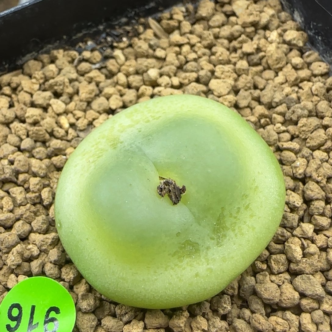 拉登2.9+瑕疵多肉916