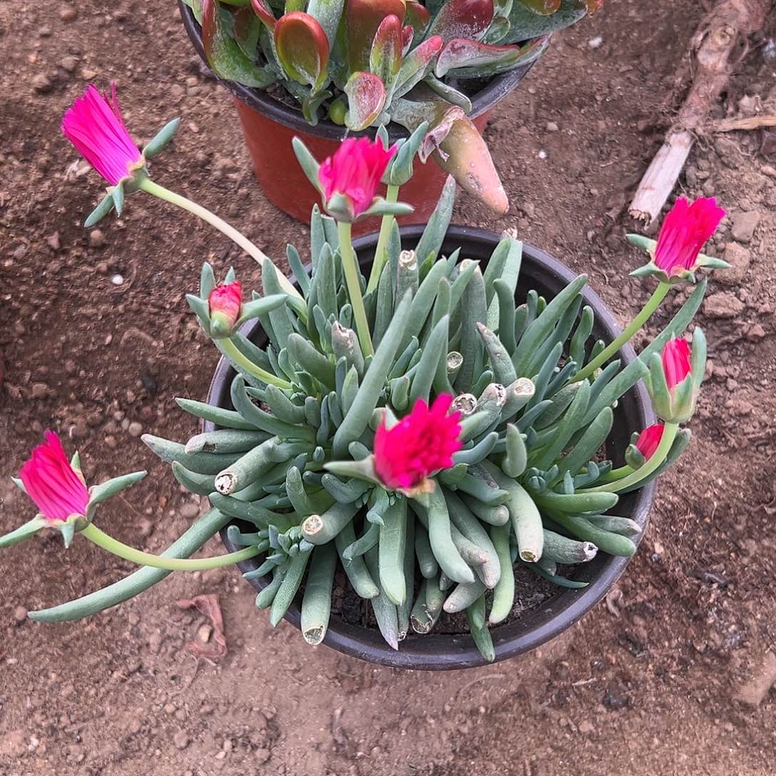 多肉植物红花奔龙