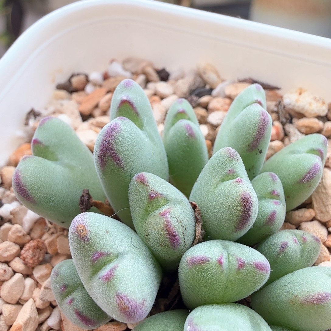 2.5.126/沙文利亚群/多肉植物