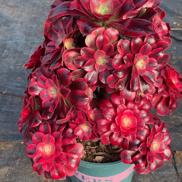 1738美杜莎多肉植物