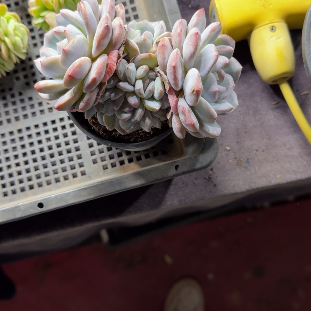 回***香星影一物一拍多肉