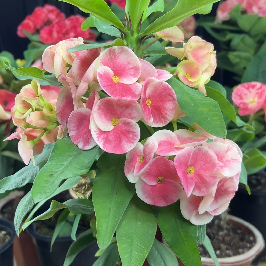 紫气东来泰国大花虎刺梅