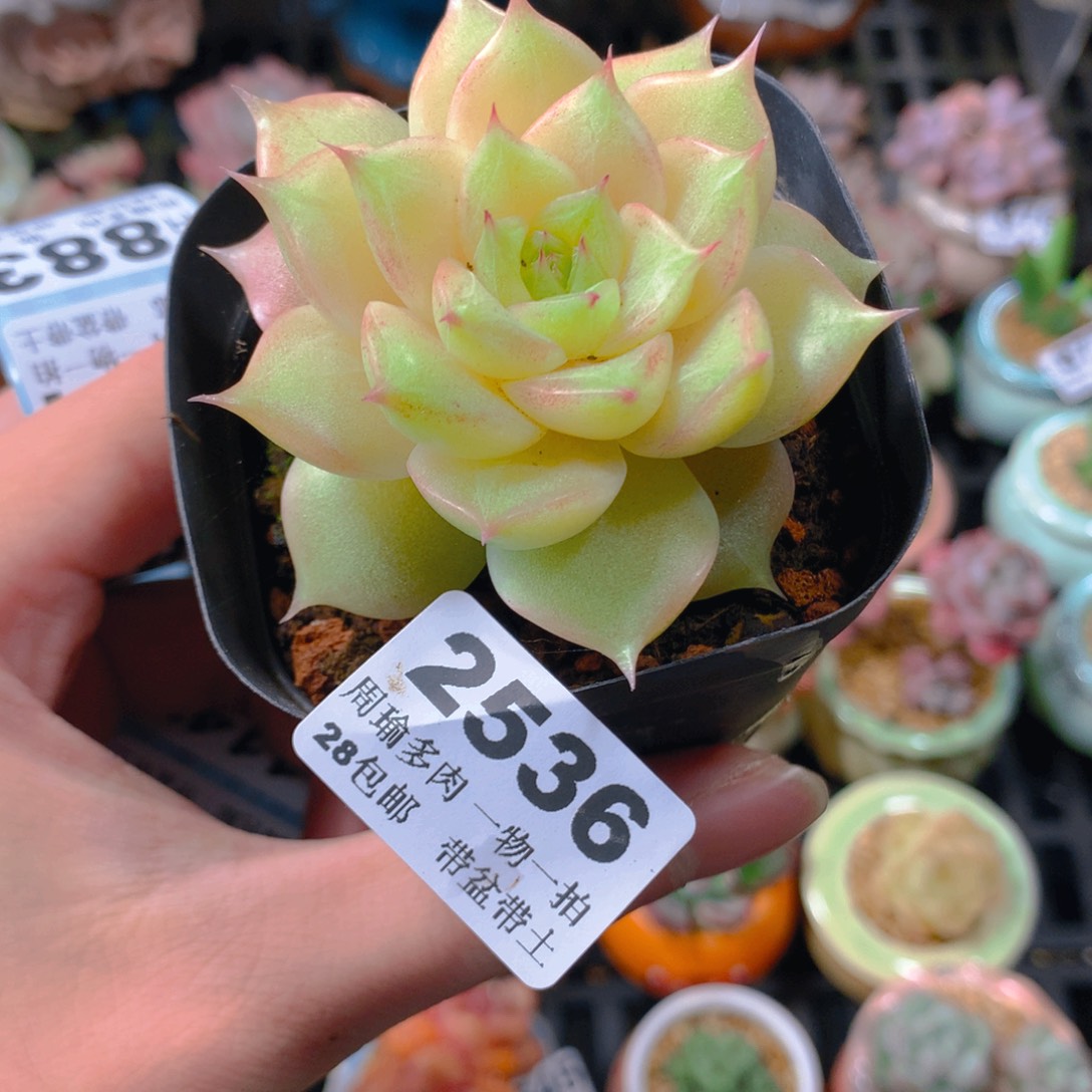 5厘米盆精控多肉2536