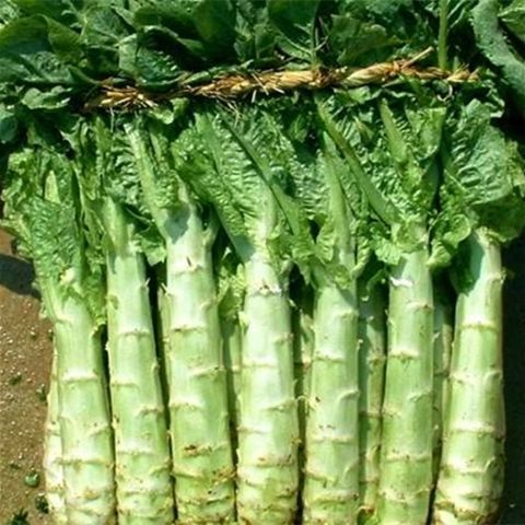 莴笋种子四季尖叶种子耐热二白皮耐高温皮肉嫩绿白味清香四季栽培
