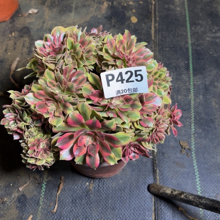 瑞妈，，。。。。425洛神缀，