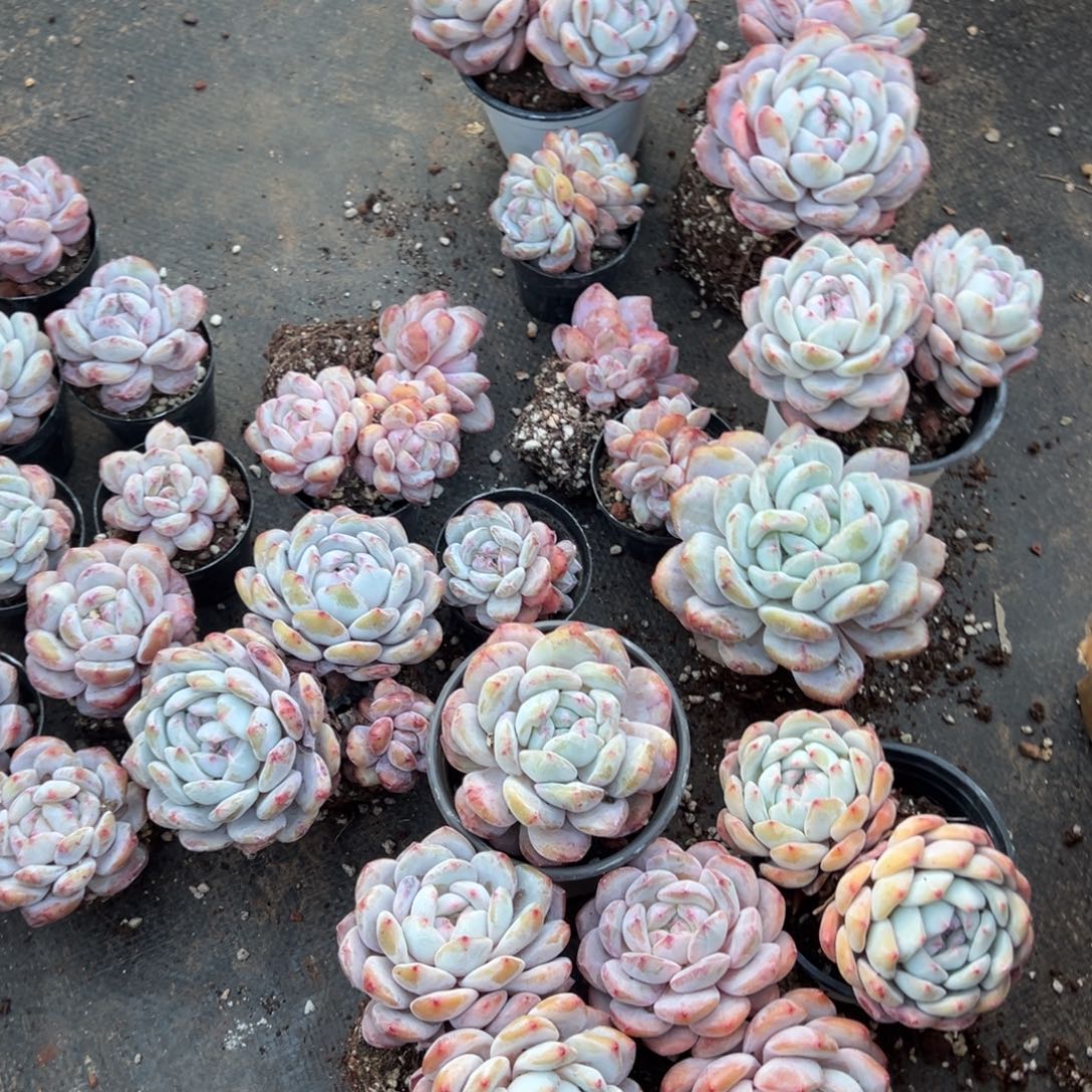 是***呀石化星影呀呀呀呀呀呀呀呀