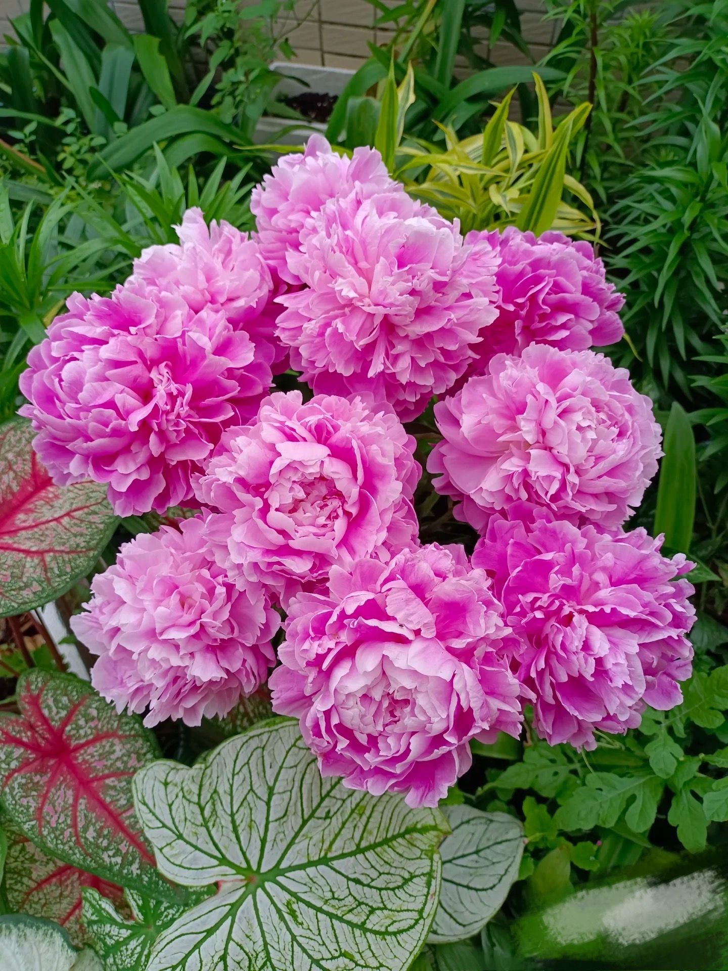 【荔枝芍药】山东芍药产地直发 | 新鲜采摘