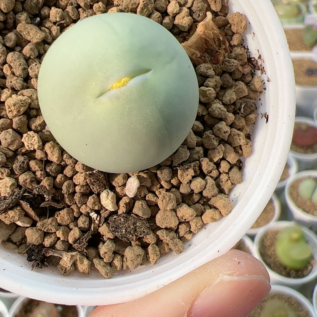 【闪购商品】399 鸽子蛋