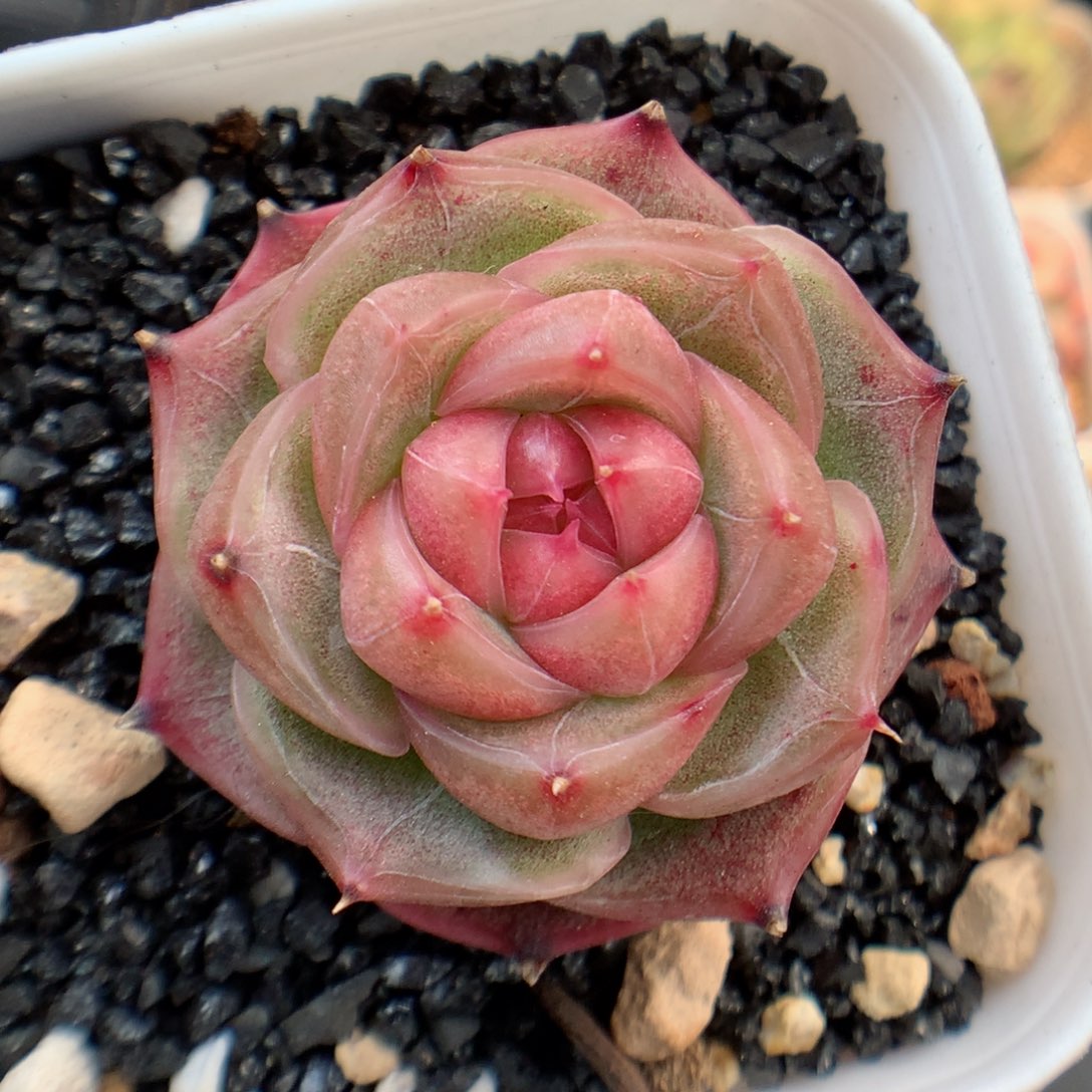 多肉植物。 珍妮23