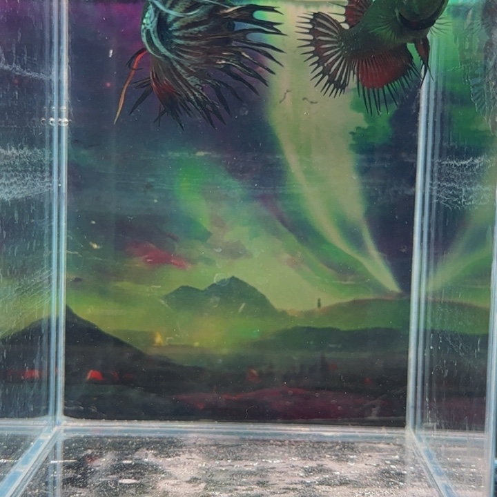 紫印母鱼那只人太傻不