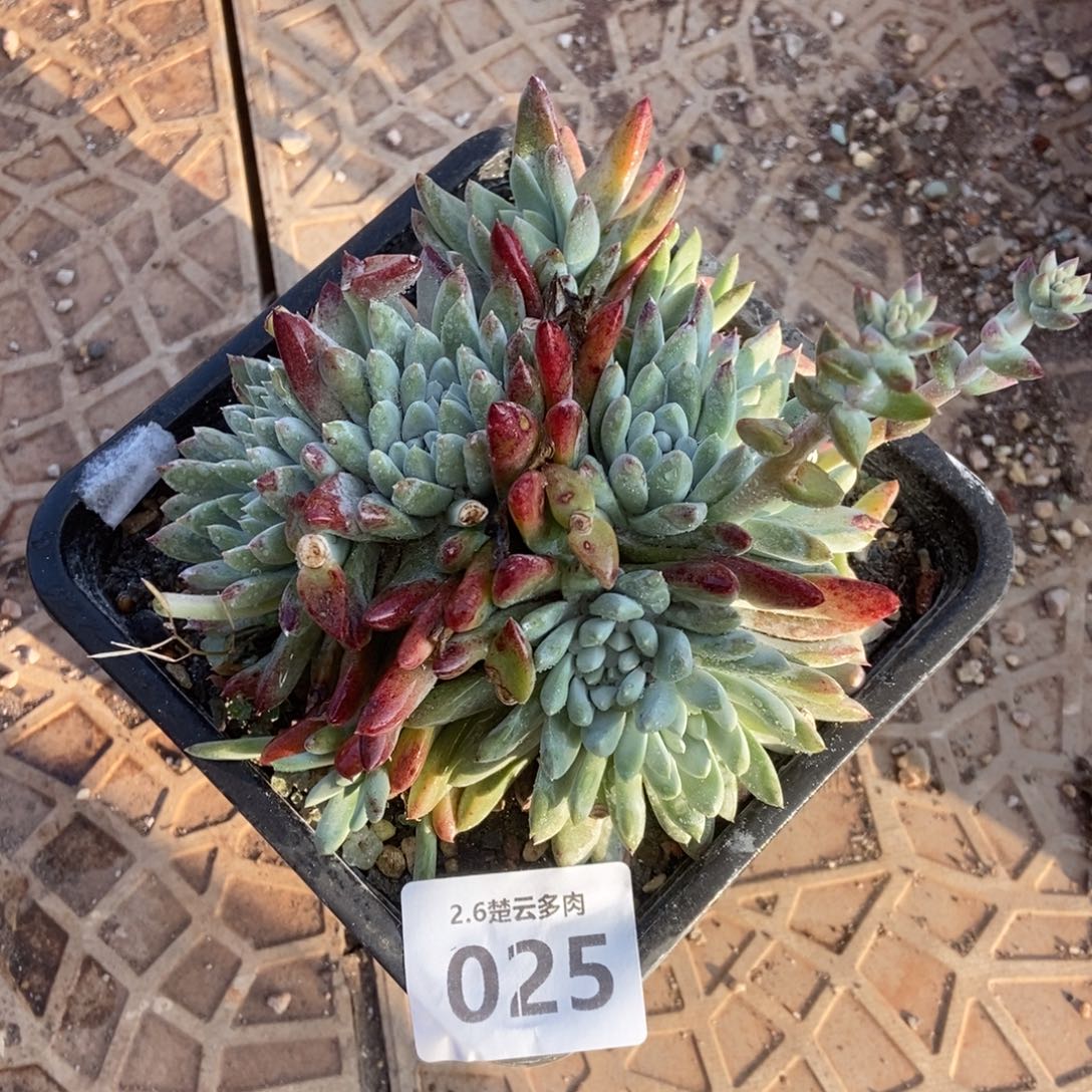 025多肉植物啦啦啦