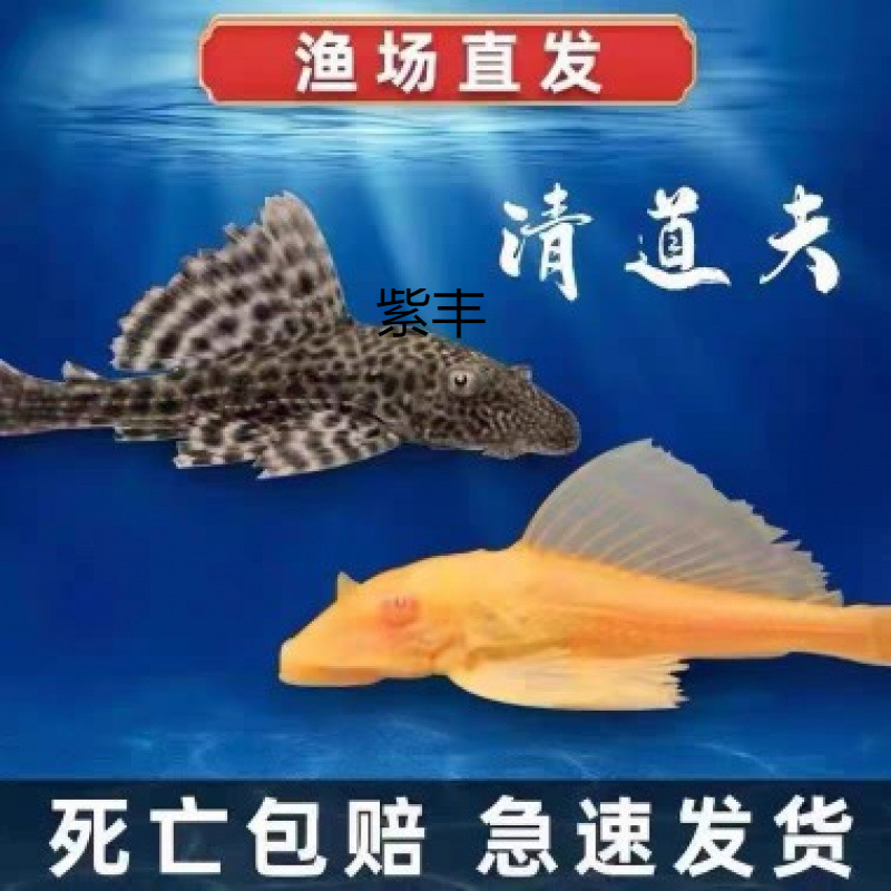 清道夫清洁鱼擦玻璃除青藻女王大帆观赏鱼吃鱼粪便大清道夫垃圾鱼