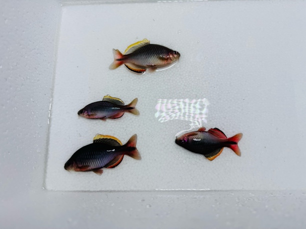 漳州齐氏鱊小型冷水原生鳑鲏鱼好养耐活淡水观赏鱼
