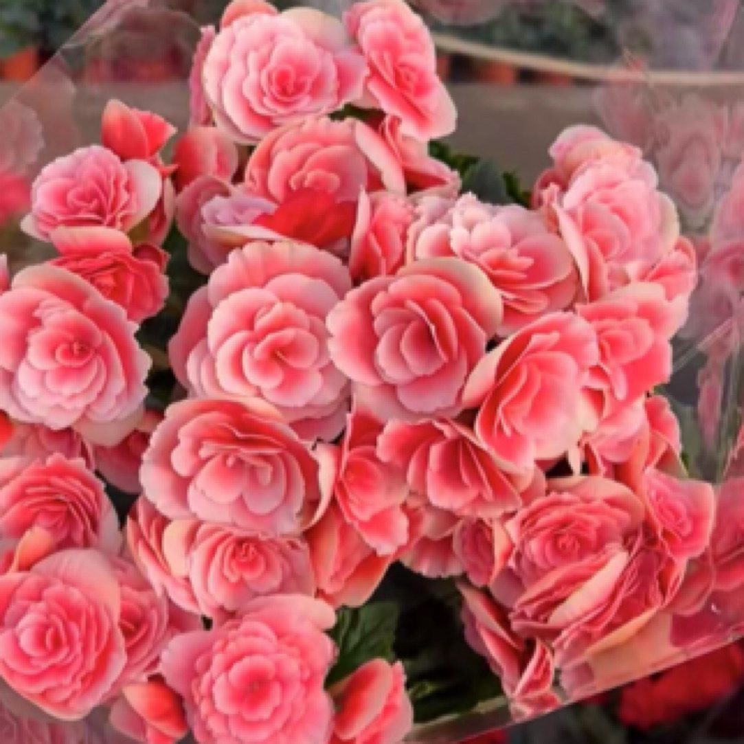 【丽格海棠】颜色随机