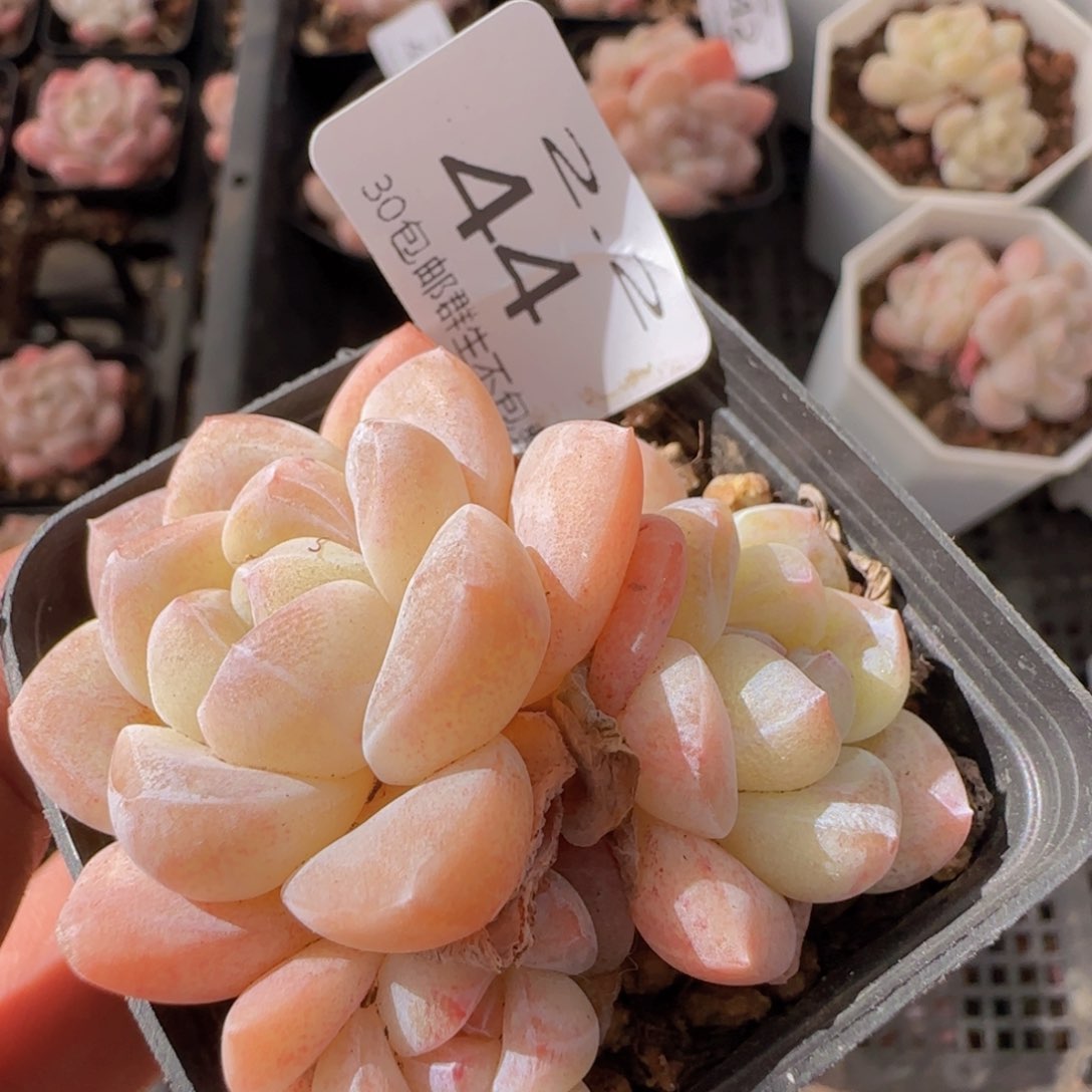 三头冰玉一颗脱土发货