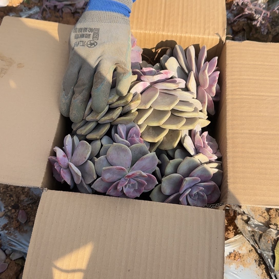 箱拍紫乐多肉轻微断肢不售后看好在拍