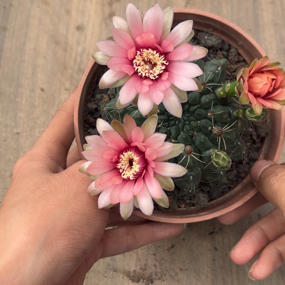 今***我实生绯花玉仙人球1