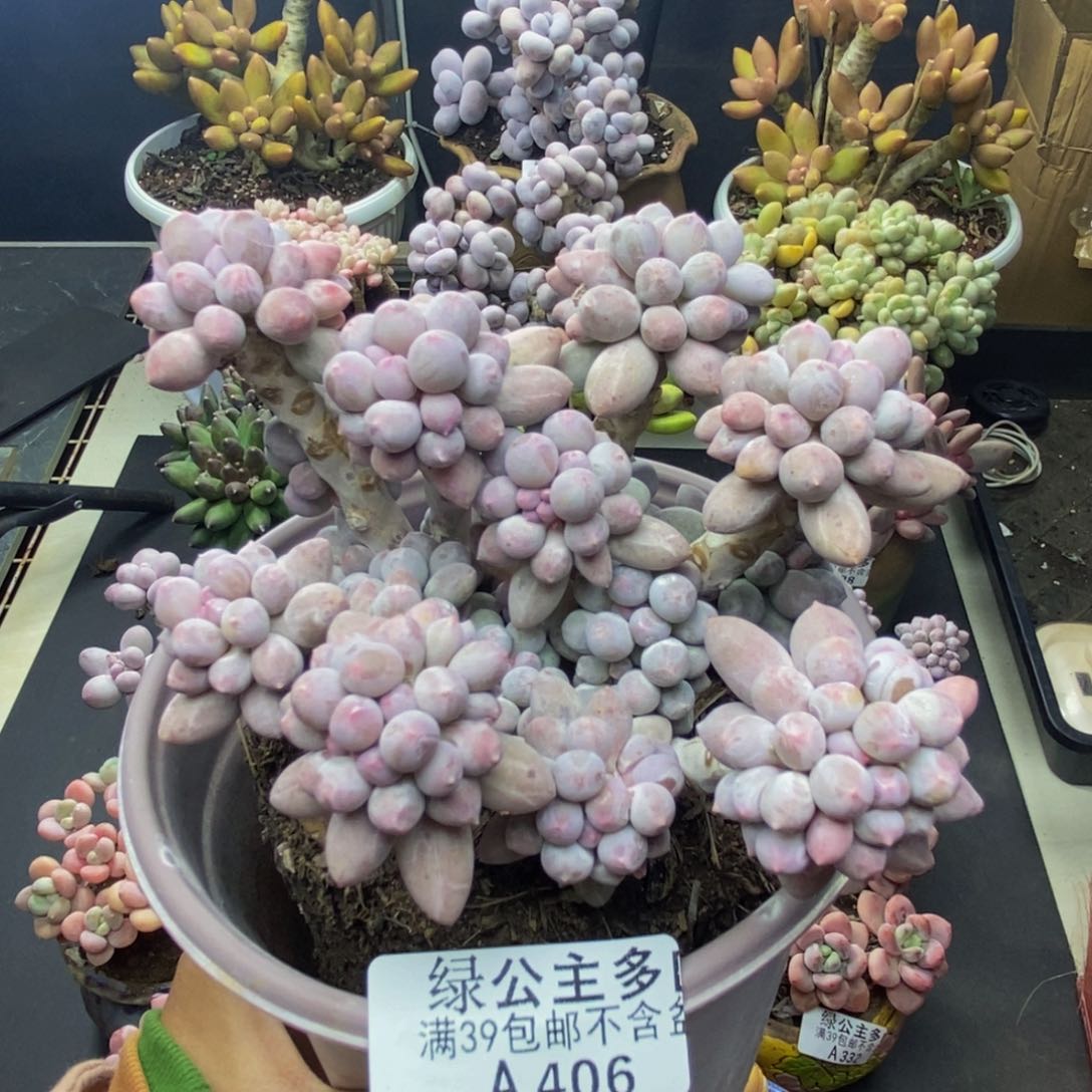 406香水手指奶多肉9c m